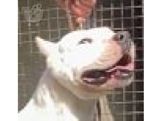 Κουτάβια Dogo Argentino