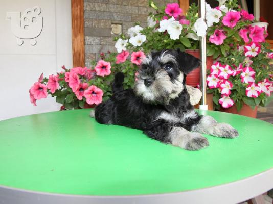 Μινιατούρα Schnauzer ΟΜΟΡΦΑ κουταβάκια