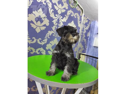 Μινιατούρα Schnauzer