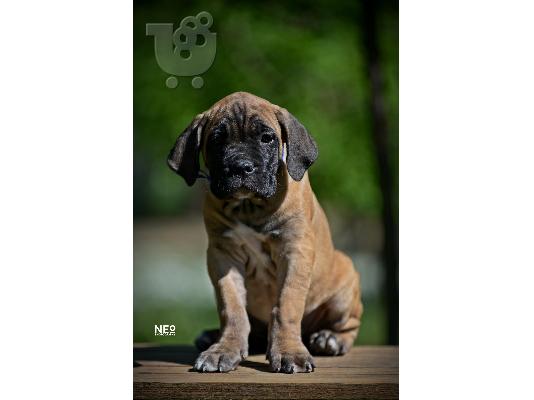PoulaTo: Cane Corso κουτάβια