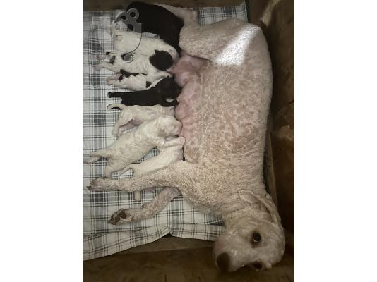 Lagotto Romagnolo szczenięta na sprzedaż
