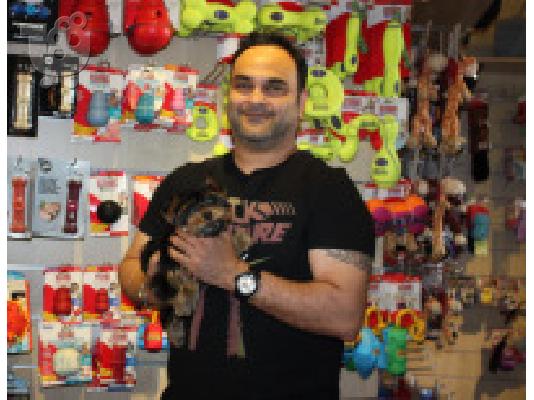 PoulaTo: Ποιότητα Bred Οικογένεια Rasied Yorkie Pup