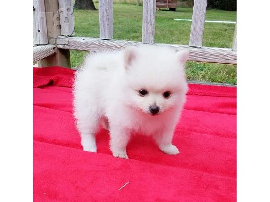 Pomeranian κουτάβια! ΠΟΛΥ χνουδωτό