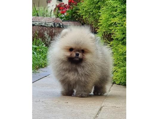 PoulaTo: Pomeranian Boo θηλυκό