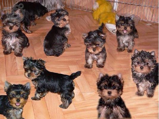 Yorkshire Terrier καθαροαιμα κουταβια στις καλυτερες τιμες αθηνα...
