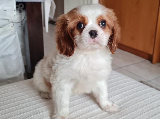 PoulaTo: Cavalier