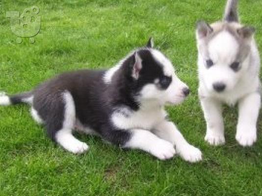 PoulaTo: Japanease akita pupts