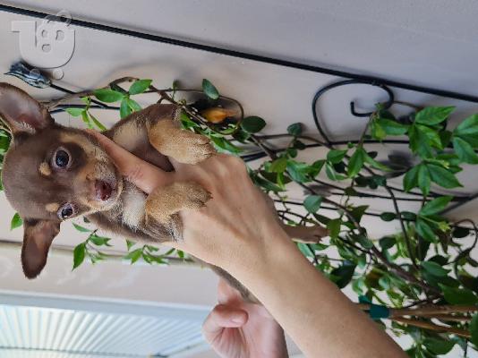 Pinsher miniature puppy chocolate color - Πίντσερ μινιατούρα σοκολατί χρώμα...