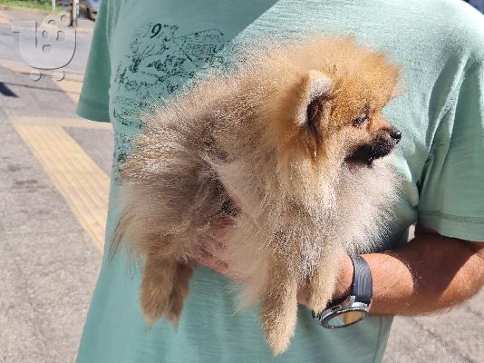 PoulaTo: Pomeranian mini