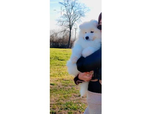 Samoyed κουτάβια