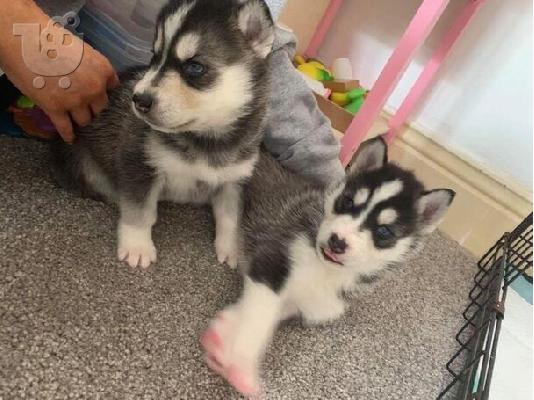 PoulaTo: Sweet Siberian Husky Puppies