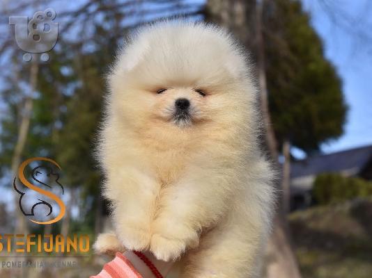 Premium καθαρόαιμα κουτάβια Pomeranian