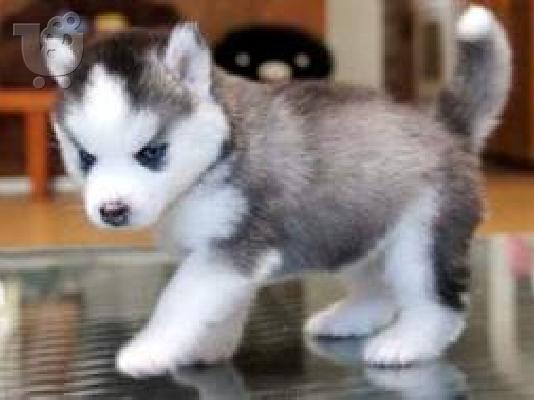 PoulaTo: Κουτάβια της Σιβηρίας Husky μπλε μάτια έτοιμο