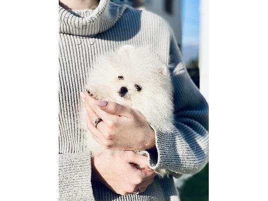 Pomeranian spitz mini white