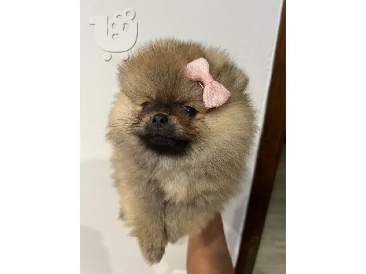 Κουτάβια Pomeranian από εξαιρετικούς γονείς