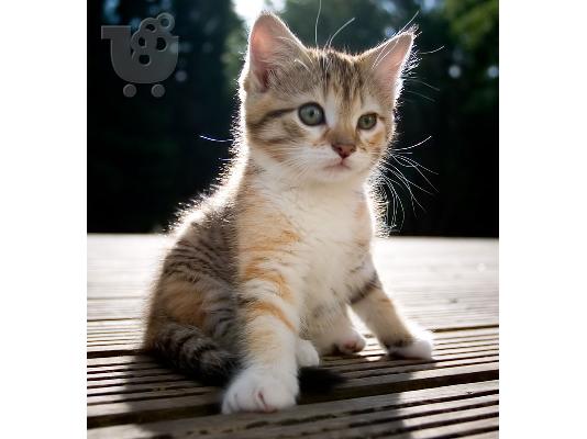 PoulaTo: Χαριτωμένα γατάκια Abyssinian