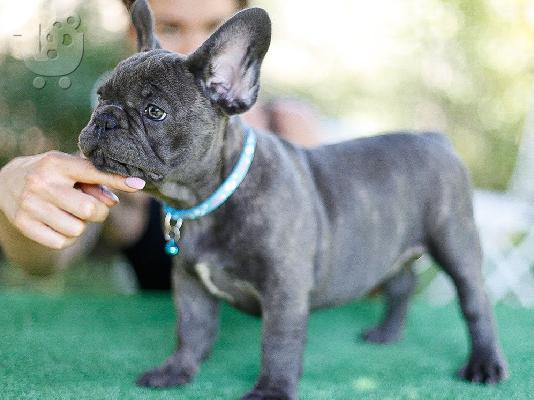 PoulaTo: French bulldog Blue