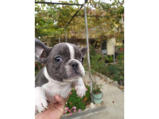 PoulaTo: French bulldog