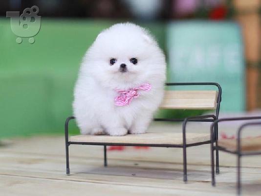 PoulaTo: Pomeranian ψάχνει για ένα νέο σπίτι, Pomeranian traži novi dom,