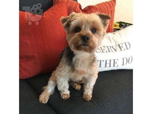 AKC Yorkshire Terrier Puppy