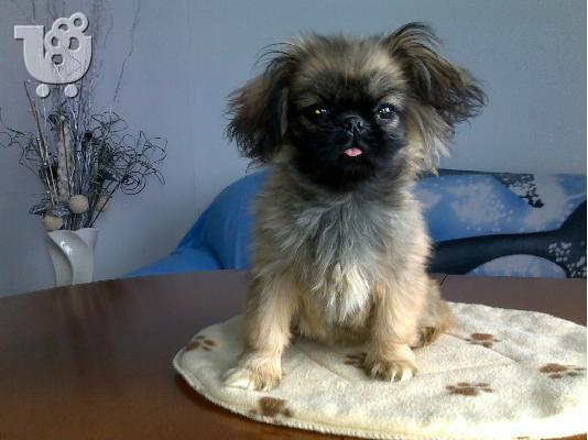 Πεκινουά-330 euro