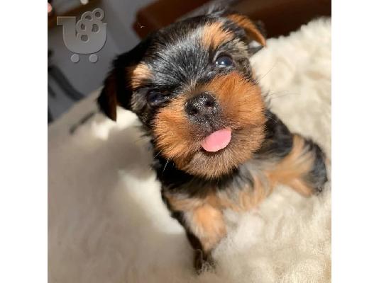 Μικρή Yorkie