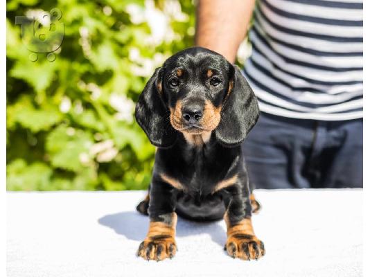 Standard Dachshund κουτάβια