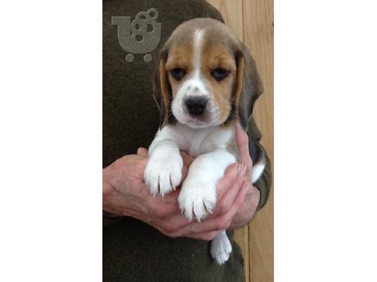 Beagle κουτάβια διαθέσιμα προς πώληση