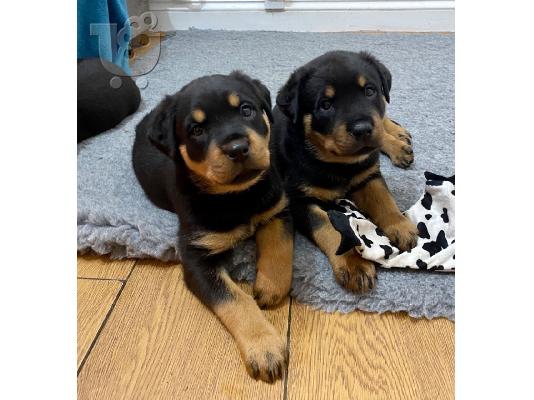 Rottweiler κουτάβια, έτοιμη να φύγει τώρα, μόνο 2 αγόρια...