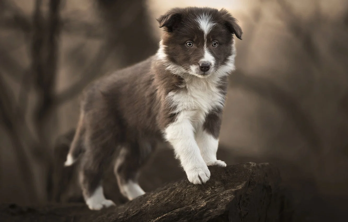 PoulaTo: Border Collie - Μπόρντερ Κόλεϊ
