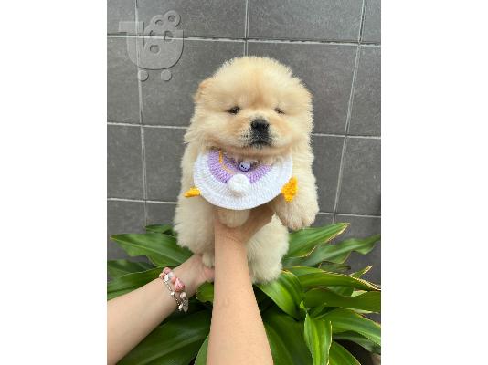 PoulaTo: Κουτάβι Chow Chow προς πώληση