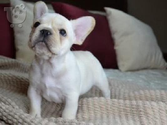 PoulaTo: French bulldog γαλλικο μπουλντογ
