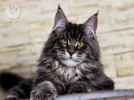 υγιή maine coon γατάκια