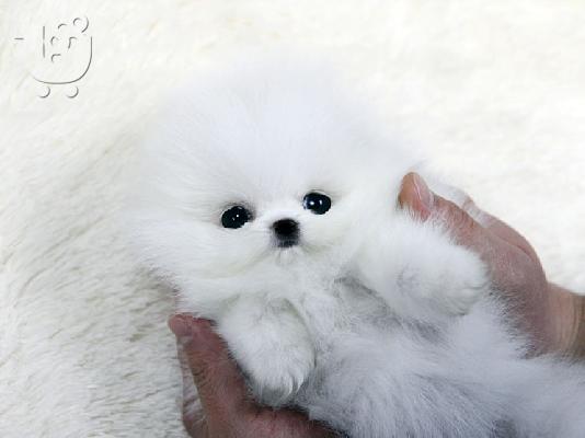 PoulaTo: Pomeranian - Πομεράνιαν