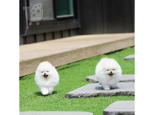 PoulaTo: Δύο φοβερά κουτάβια Pomeranian