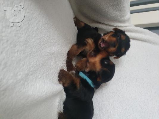 Μικρά κουτάβια yorkie
