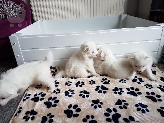 6 όμορφα υγιή Samoyed κουτάβια