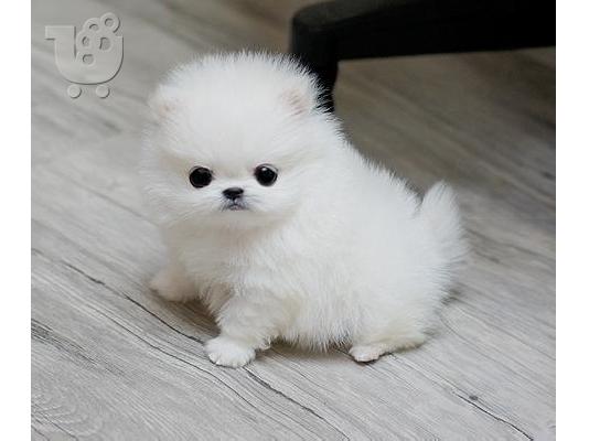 όμορφα Pomeranian Puppies προς πώληση