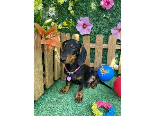 Νάνος Dachshund εξωτικά χρώματα