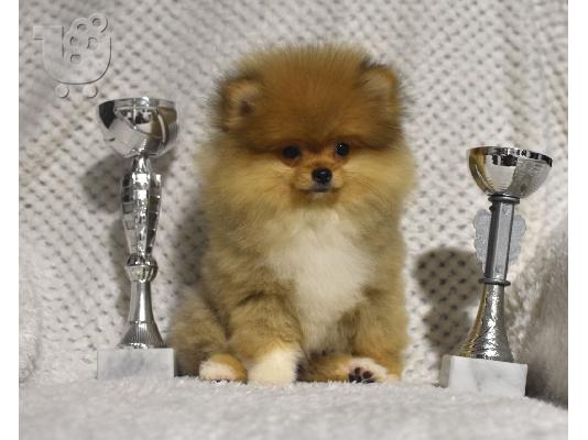 PoulaTo: Pomeranians Boo κουτάβια