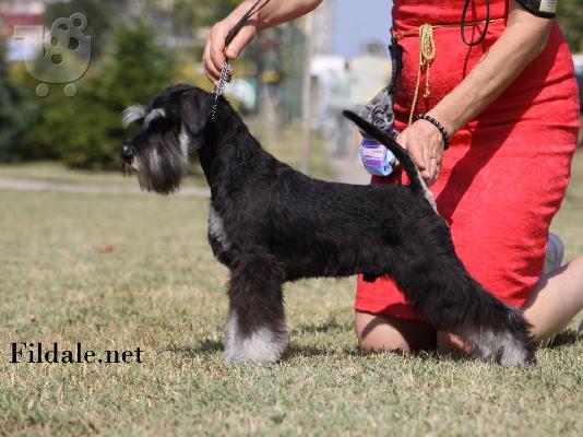 Μινιατούρα Schnauzer κουτάβια