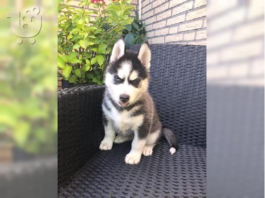 PoulaTo: Κουτάβια Husky
