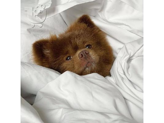Κουτάβια Pomeranian