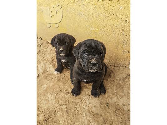 Cane corso/Κανε κορσο