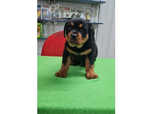 PoulaTo: Rottweiler - Ροτβάιλερ