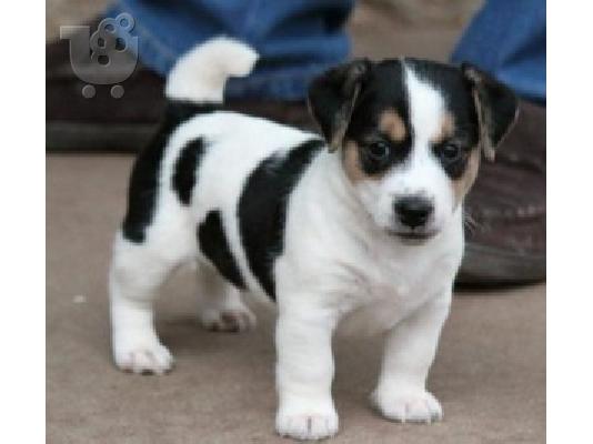PoulaTo: Διαθέσιμα κουτάβια Jack Russell Terrier
