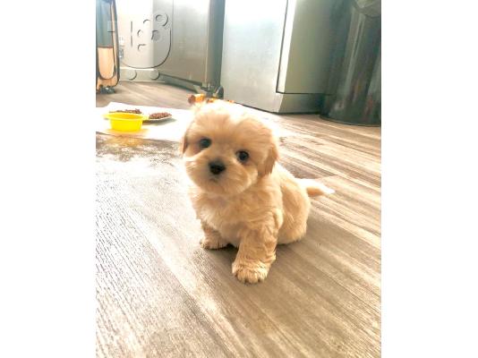 Χαριτωμένα κουτάβια Shih Tzu