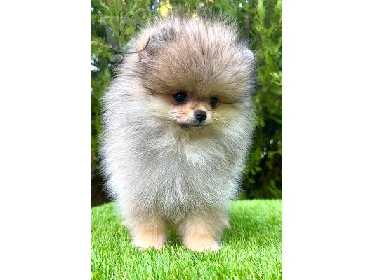 Αρσενικά Pomeranian (BOO).