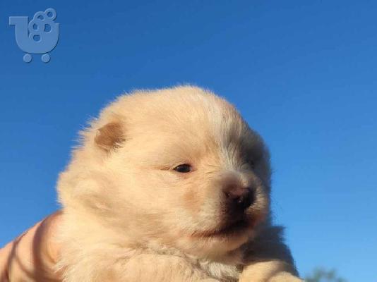 Pomeranian Spitz κουτάβια