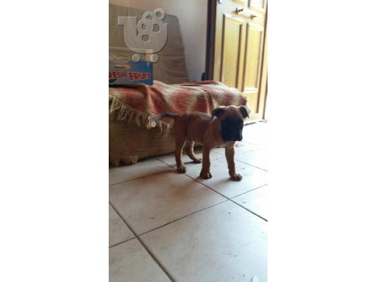 μποξερ boxer